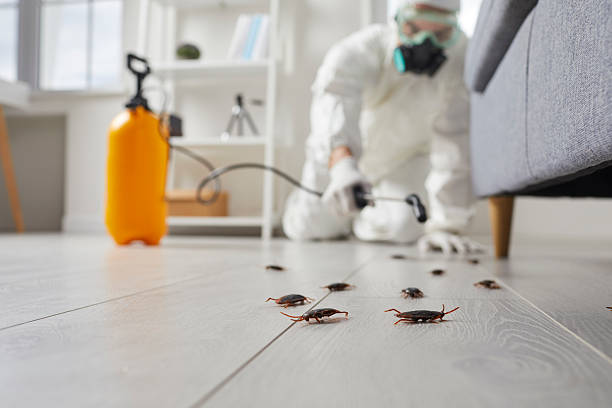 Commercial Rodent Management in East Rockingham